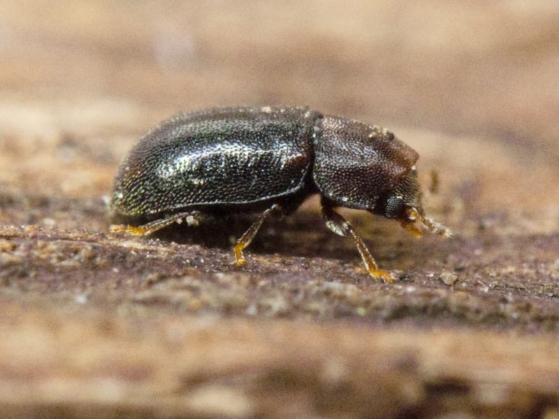 Orthocis lucasi (Abeille de Perrin, 1874)